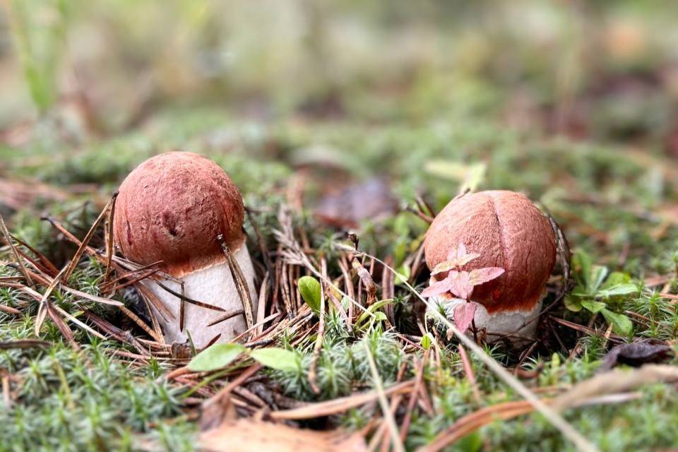 На старт, внимание, мотор! Главные фестивали сентября в Перми и крае