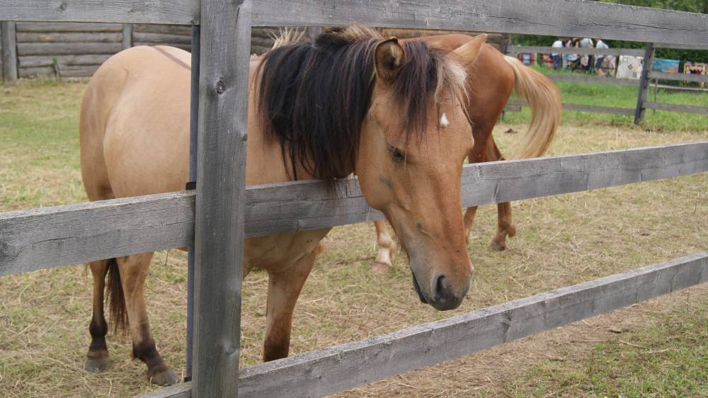 ​Кунгурский конноспортивный клуб собирает деньги на спасение лошади