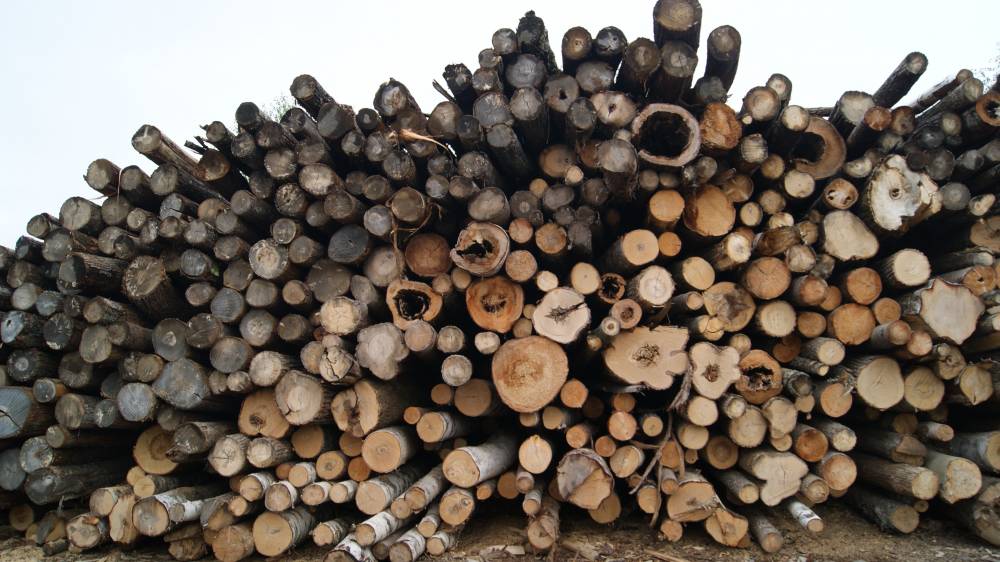 Житель Пермского края обвиняется в незаконной вырубке хвойных деревьев на сумму 6 млн рублей