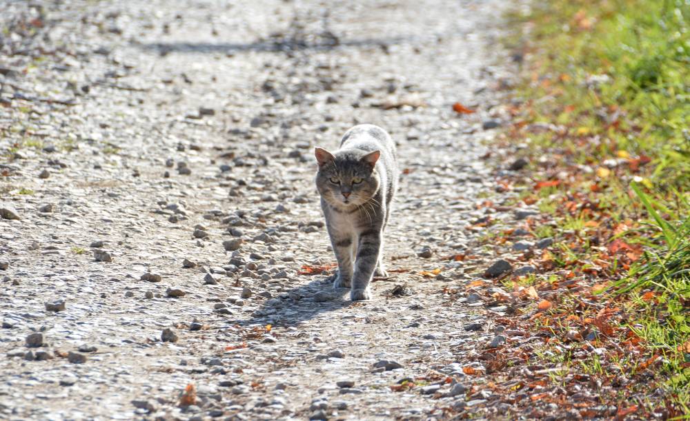 ​Холодная погода в Пермском крае сохранится до 4 июля