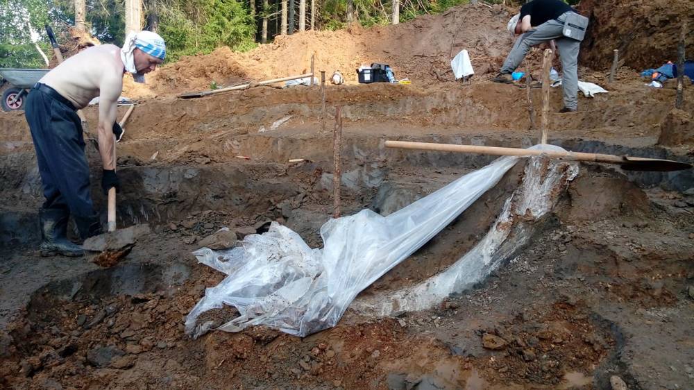 В Пермском крае возобновятся раскопки скелета трогонтериевого слона