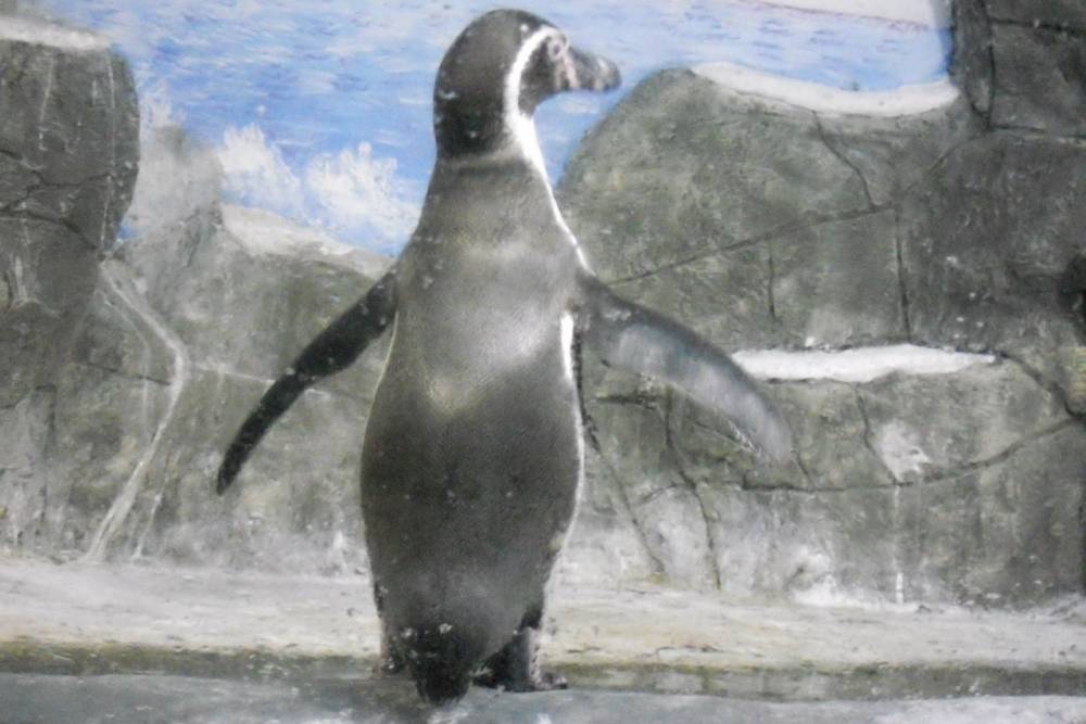 В новом зоопарке Перми появятся пингвины, морские котики, фламинго и другие обитатели