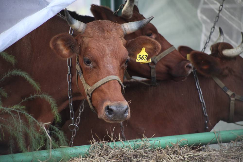 Сельхозкооператив в Пермском крае оштрафуют за неутилизированные трупы коров 