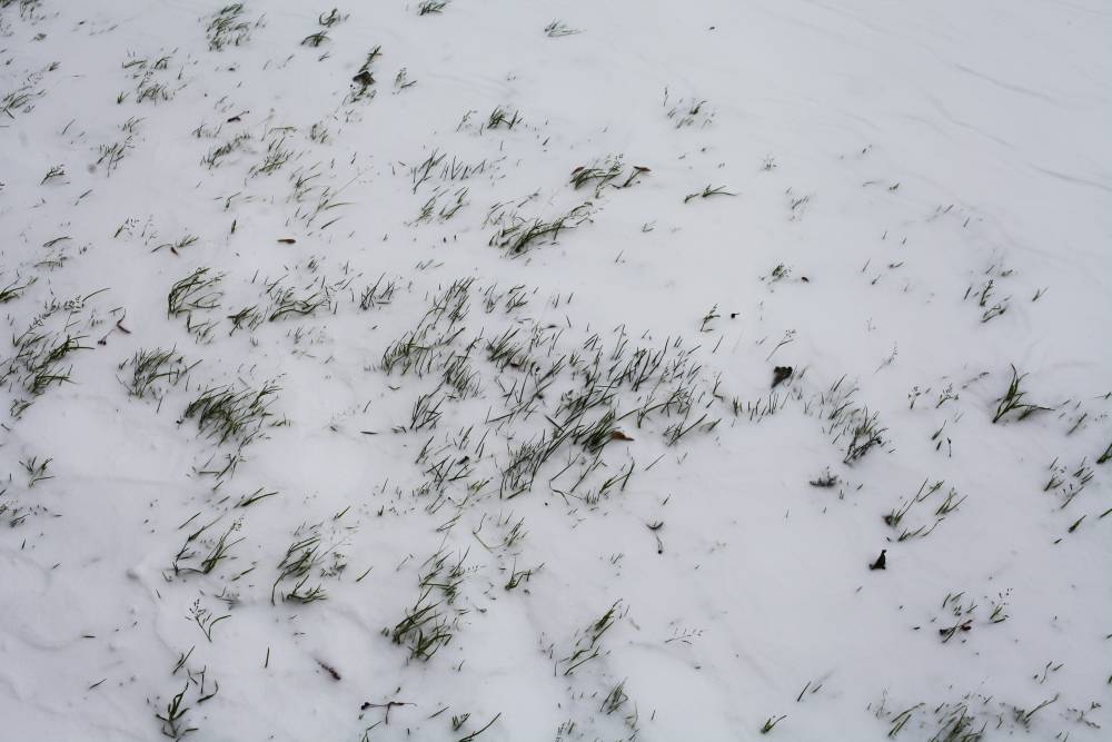 ​На севере Прикамья выпало несколько сантиметров снега