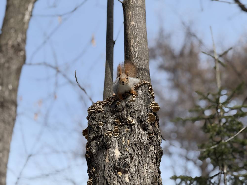 ​Метеорологи прогнозируют еще одну волну тепла в Пермском крае на следующей неделе  