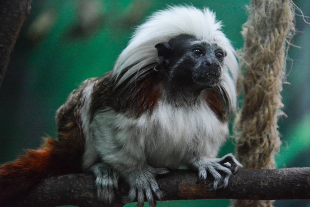Проект пермского зоопарка приведут в соответствие с новыми требованиями к содержанию животных