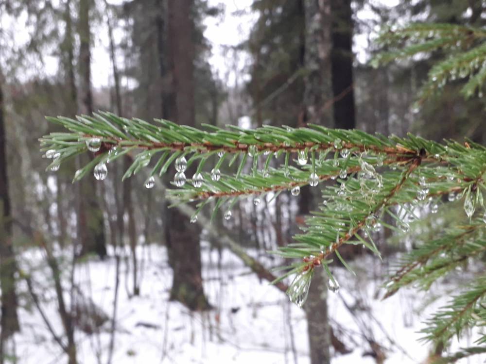 В середине недели в Пермском крае потеплеет до -2°