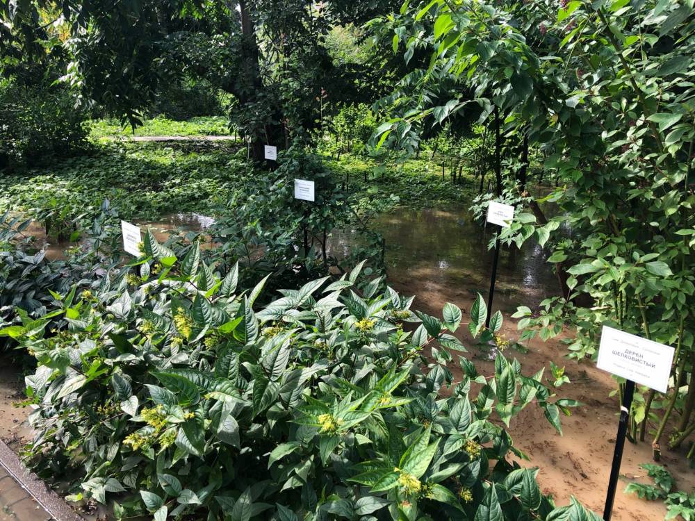 В Ботаническом саду Пермского университета из-за аварии затопило дендрарий