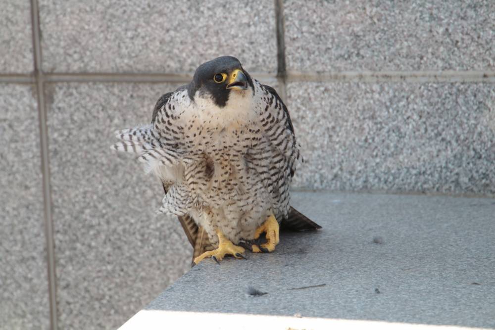 ​У соколов-сапсанов Уралсиба появился птенец