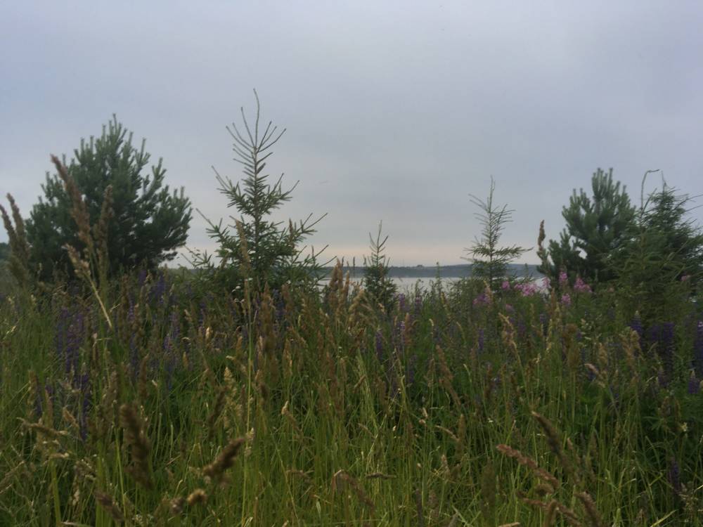 Вечером 12 июня в Перми ожидается потепление 