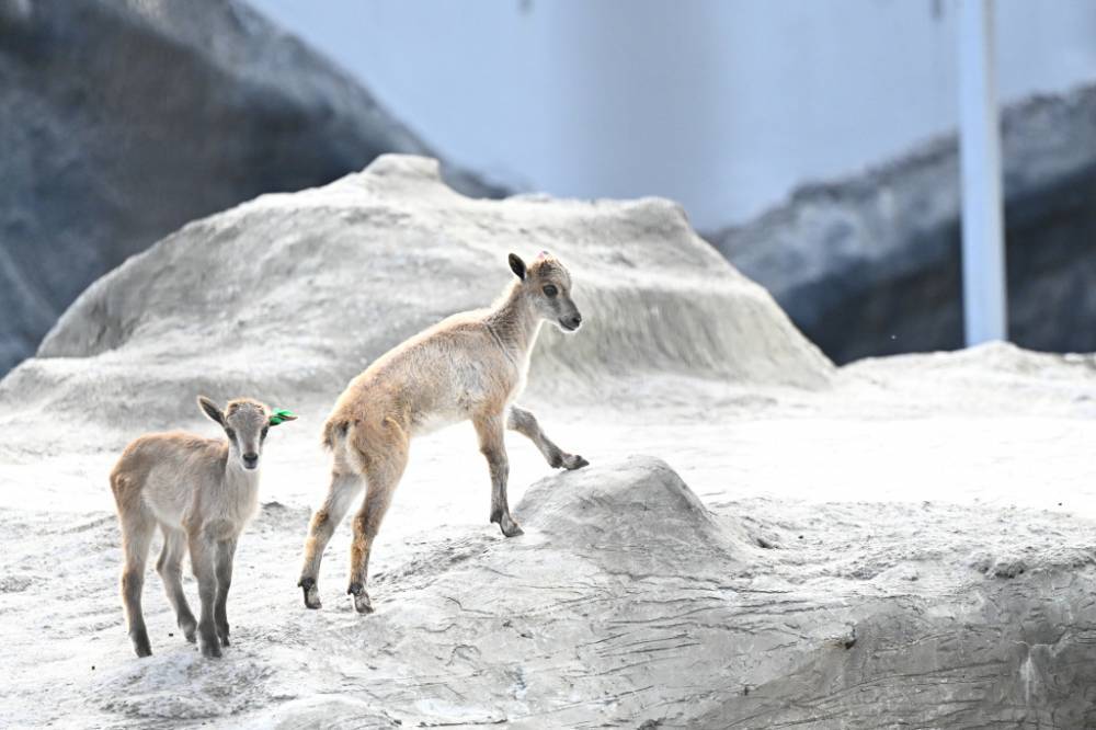 Стала известна стоимость билетов в новый Пермский зоопарк 