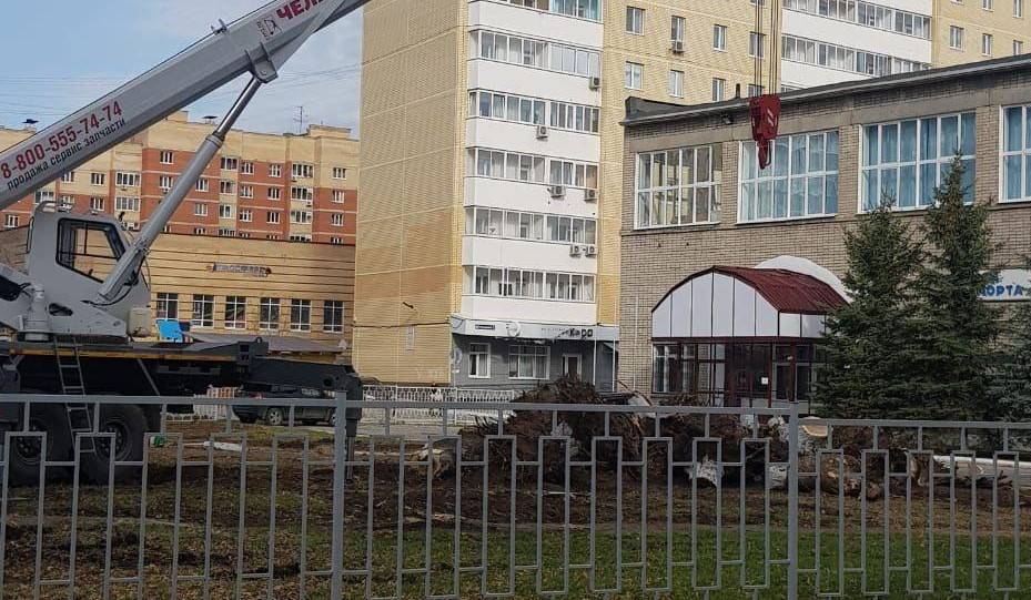 В Перми вырубили деревья в Сквере трех поколений