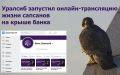 ​Уралсиб запустил онлайн-трансляцию жизни сапсанов на крыше банка