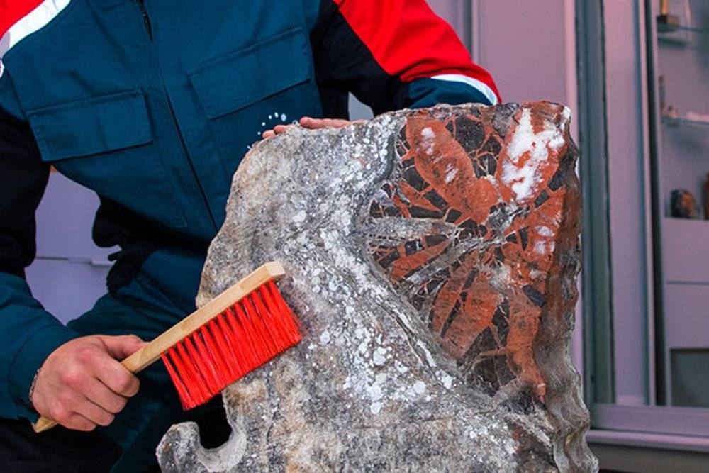 ​В Пермском крае во время работы в шахте машинист обнаружил редкую окаменелость