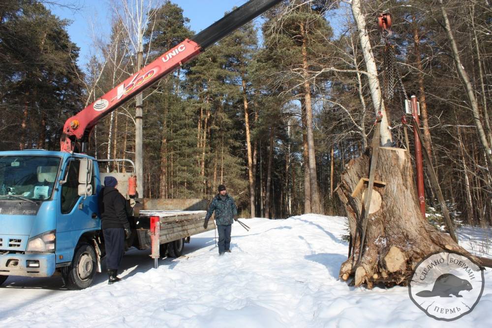В Перми появился новый арт-объект «Дом бобра»