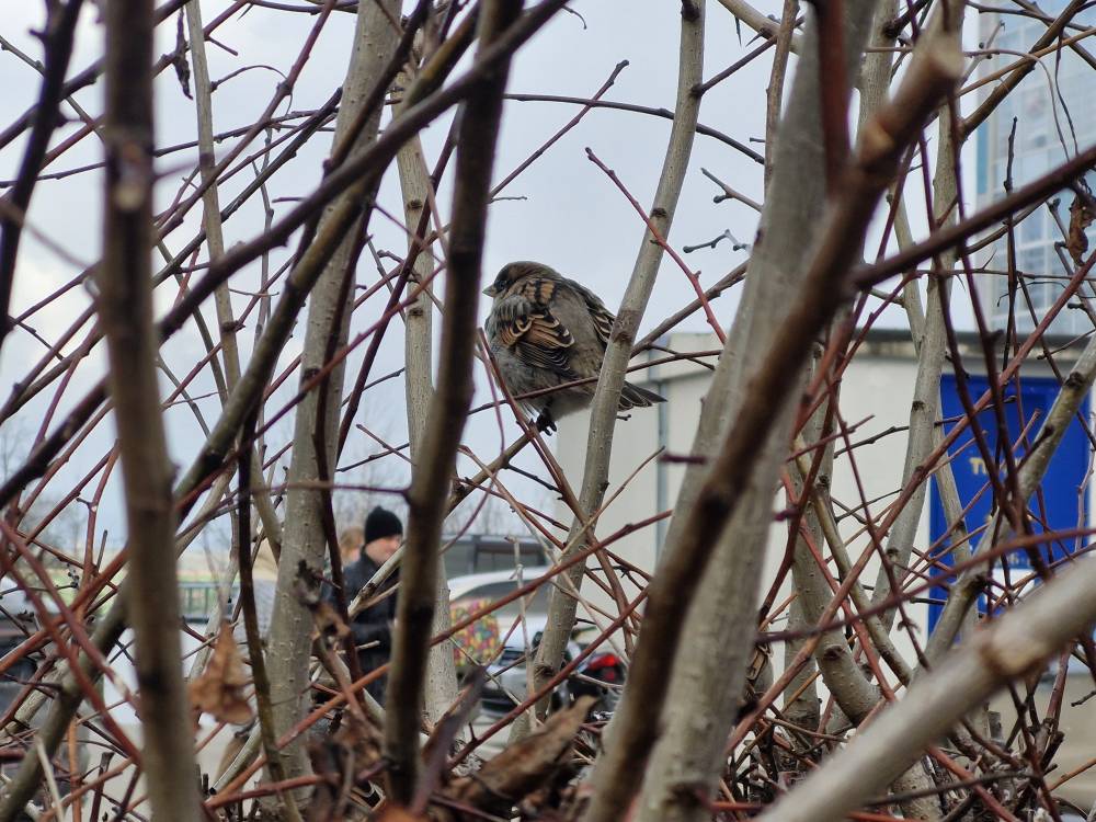 ​На следующей неделе в Пермском крае снова выпадет снег