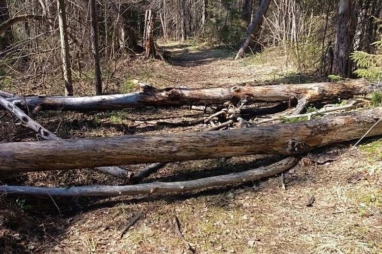 Посетителей природного парка «Пермский» предупредили об опасности на экотропах