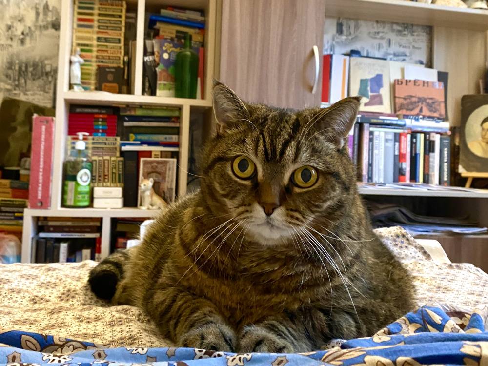 ​В Пермском крае ужесточат требования к содержанию домашних животных