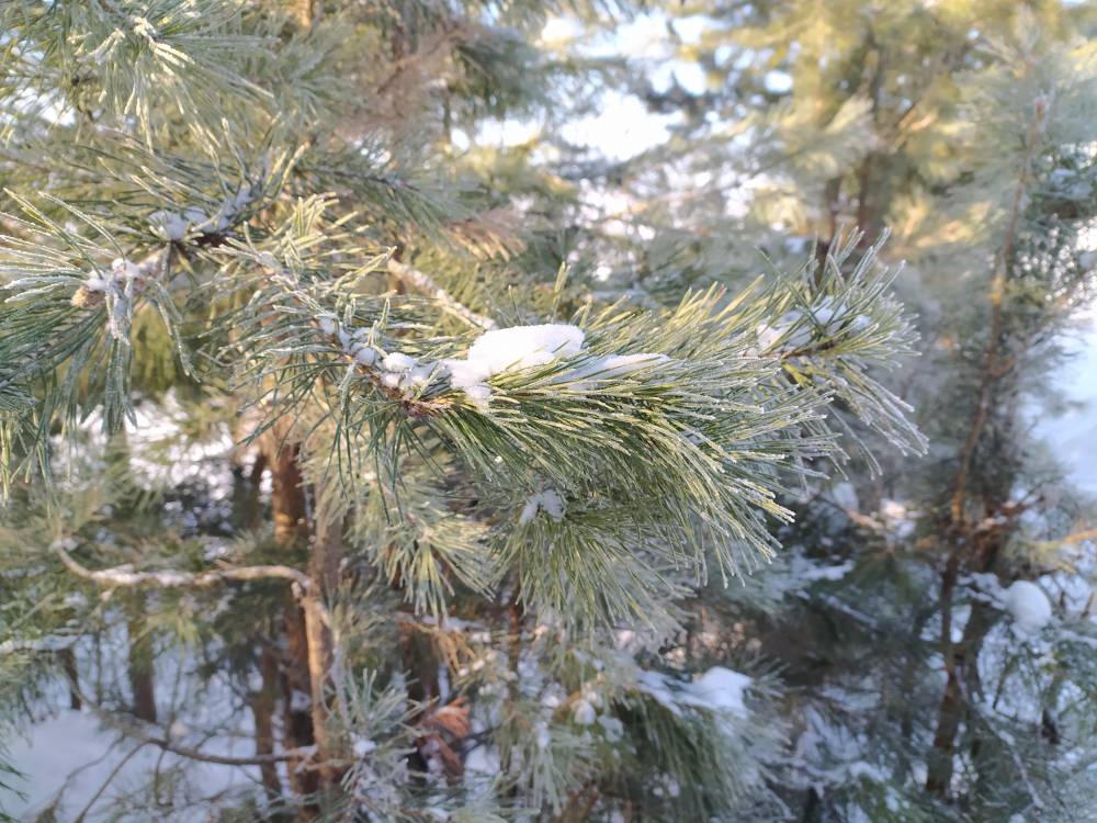 Площадь лесовосстановления в Пермском крае выросла до 48,1 тыс. гектаров