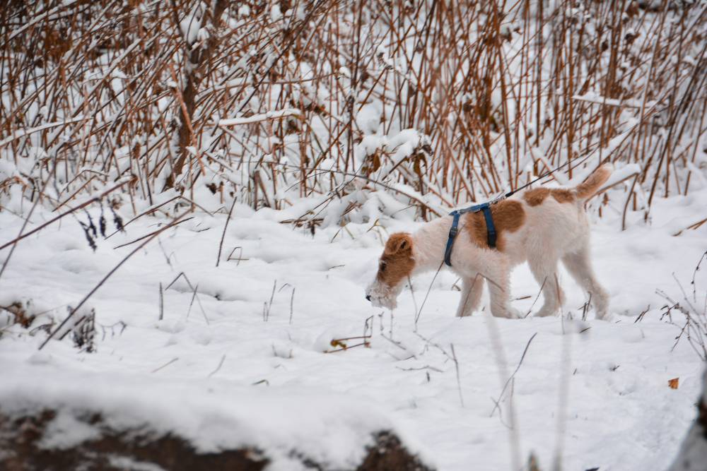 Во вторник в Пермском крае ожидается сильный снег