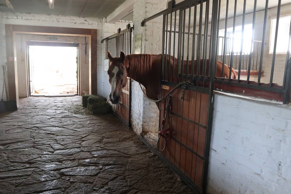 Держатся на скаку. Business Class побывал на конноспортивном комплексе в поселке Ферма