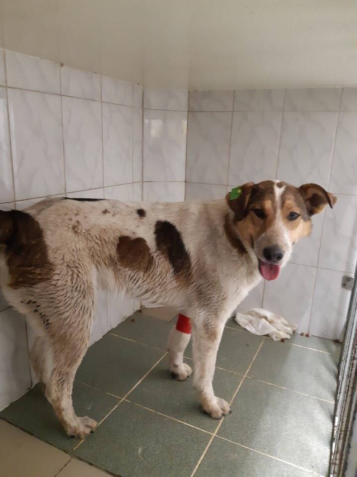 В Перми спасли собаку, отравленную догхантерами