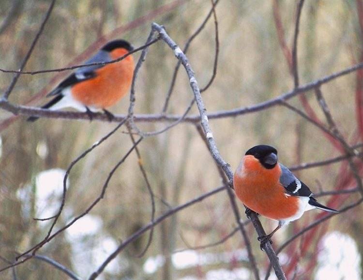 Соцсети: жители разных районов Прикамья поделились фотографиями «наступившей зимы» 