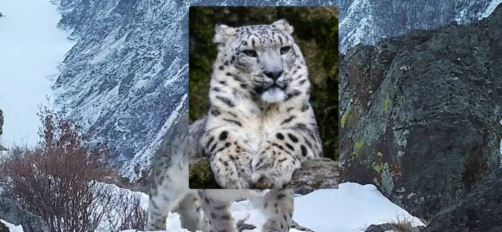 ВТБ поддержит программу сохранения исчезающих диких животных России