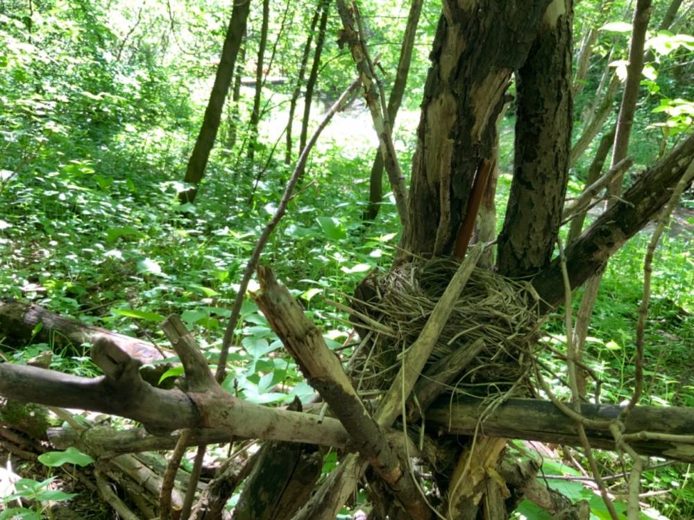 Экомаршрут «Тропа к Егошихе» в историческом центре Перми будет готов в августе