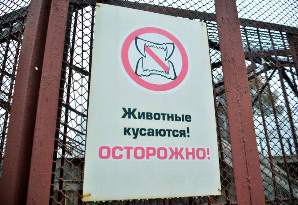 В Перми в здании на Бахаревке жители увидели тигра