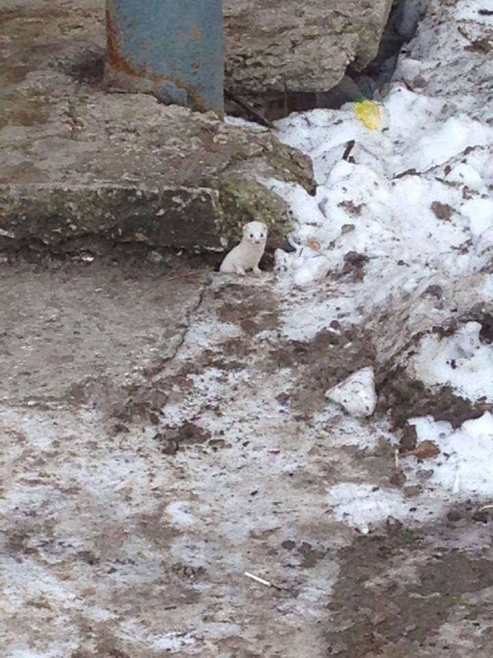 В Перми горожане заметили рядом с подъездом белую ласку