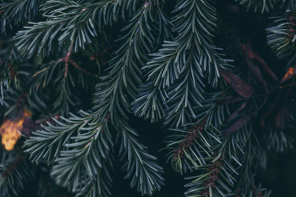 В центре Перми появилось мобильное озеленение 