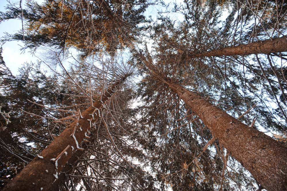 Активисты полагают, что в Закамском бору вырубают деревья для «разметки» Северного обхода