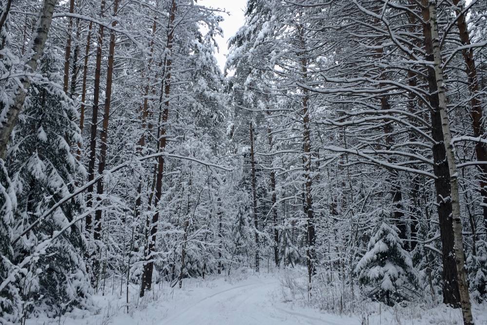 ​Ультраполярное вторжение и отрицательные аномалии: метеорологи рассказали о погоде в декабре 