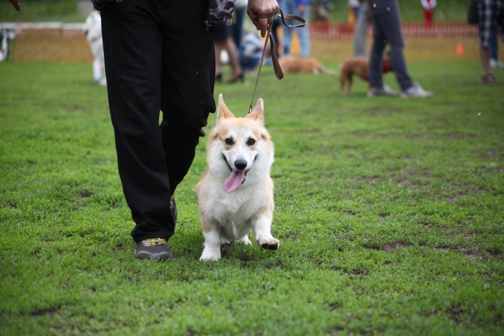 В Перми пройдет акция «Собака-обнимака»