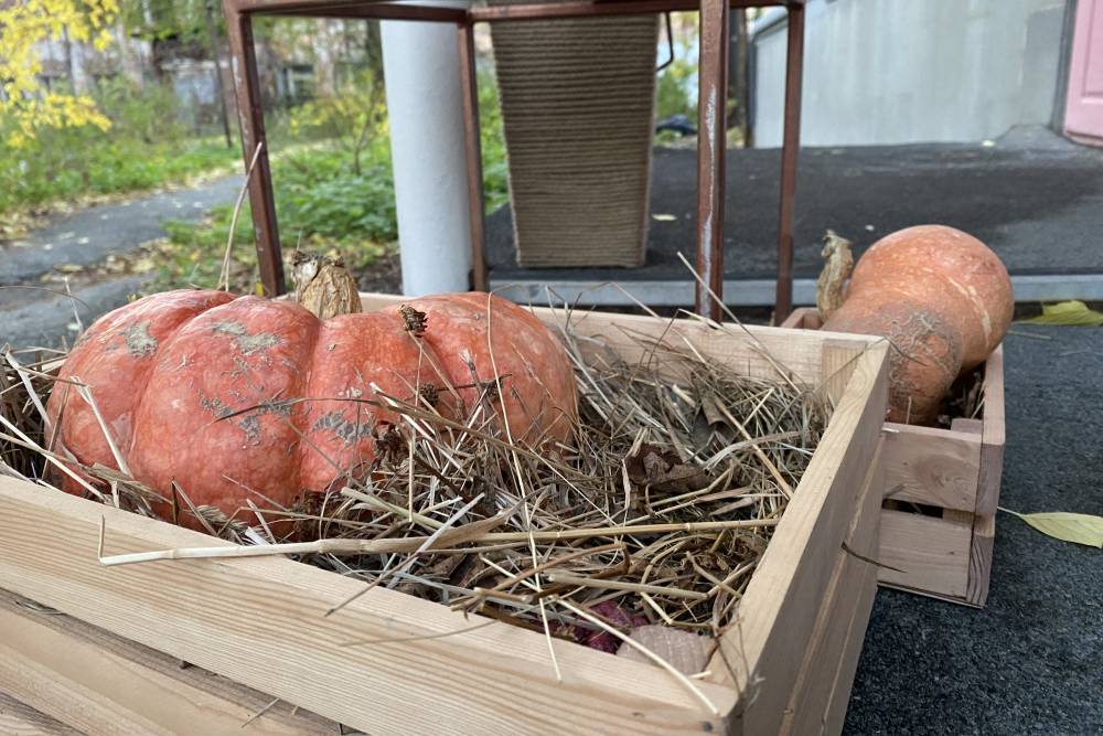 Гастрономы «Лакшми» ждет ребрендинг в рамках слияния с другой сетью