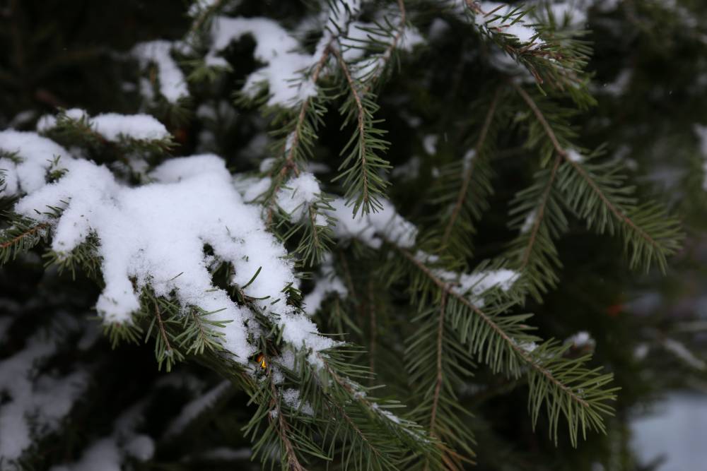 Метеорологи: в ближайшие дни в Пермском крае выпадет снег 
