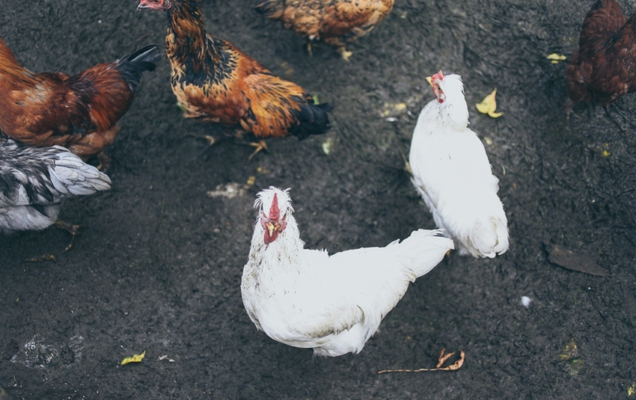 ​В Прикамье приставы арестовали козу, петуха и пять куриц