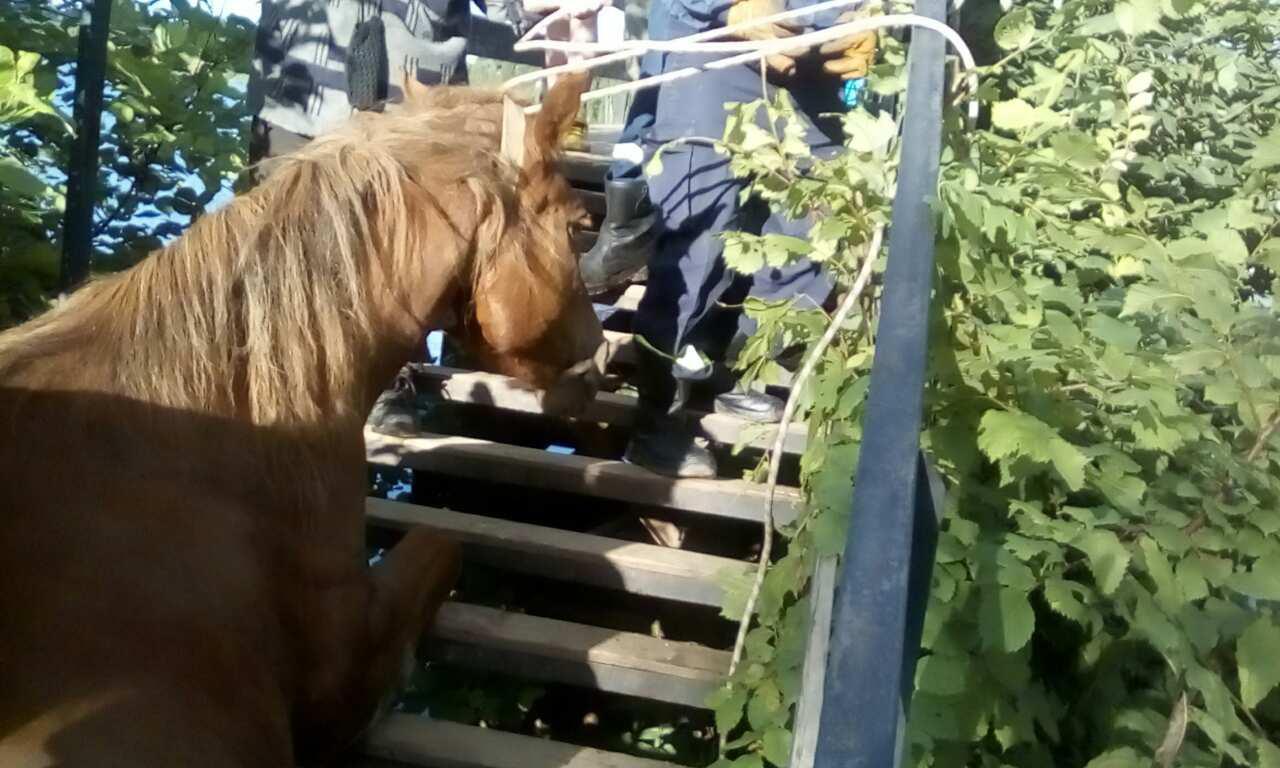 ​Пермские спасатели вызволили застрявшую на мосту лошадь