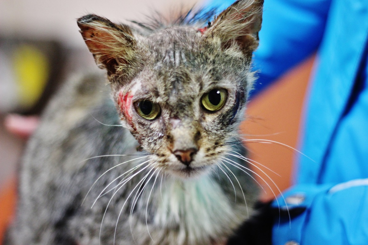 Пермские волонтеры спасают кота, которого живодеры облили кислотой