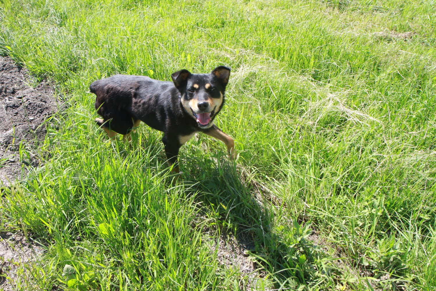 В Перми возобновился отлов безнадзорных собак