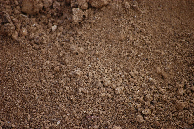 В образцах почвы Березовского района обнаружено повышенное содержание мышьяка, кадмия и свинца