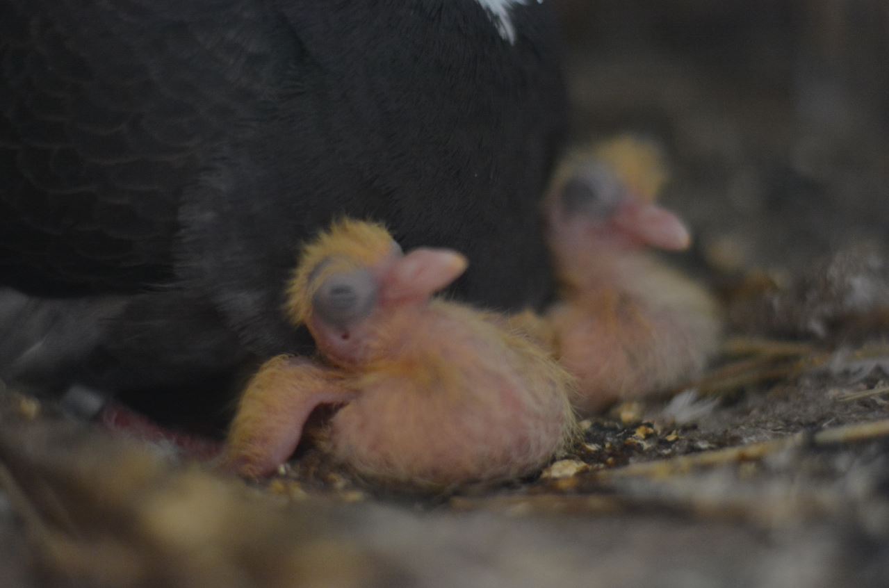 Пермские ученые призвали чиновников не косить траву‍