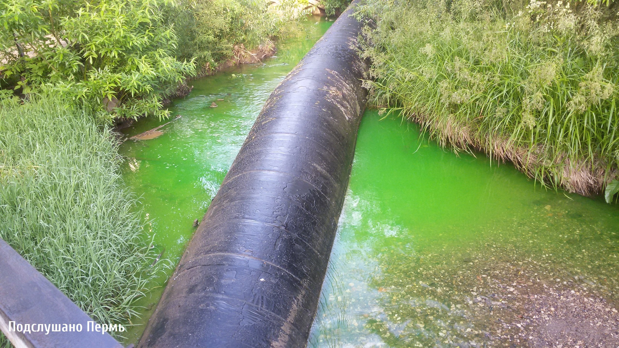 Причиной окрашивания реки Ива в зеленый цвет стала утечка с котельной