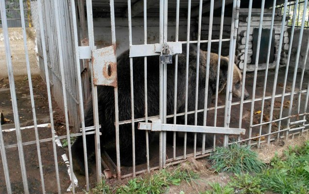 Пермские зоозащитники собирают деньги на выкуп медведицы из Чайковского, которую могут расстрелять