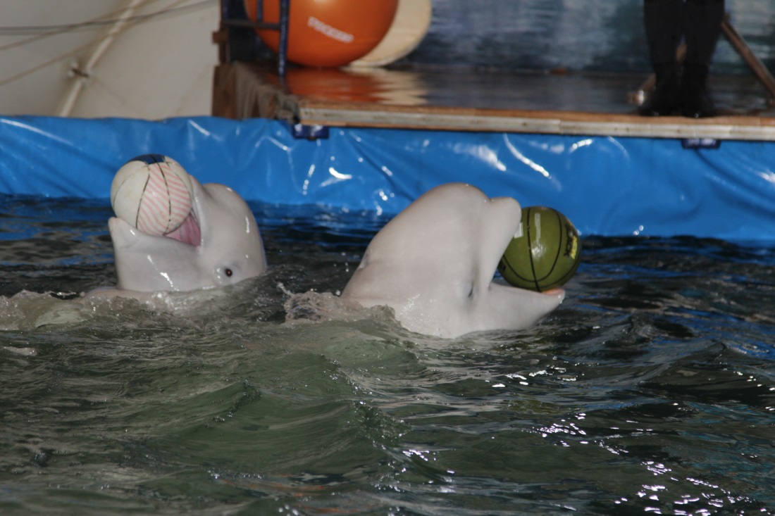 В диких условиях