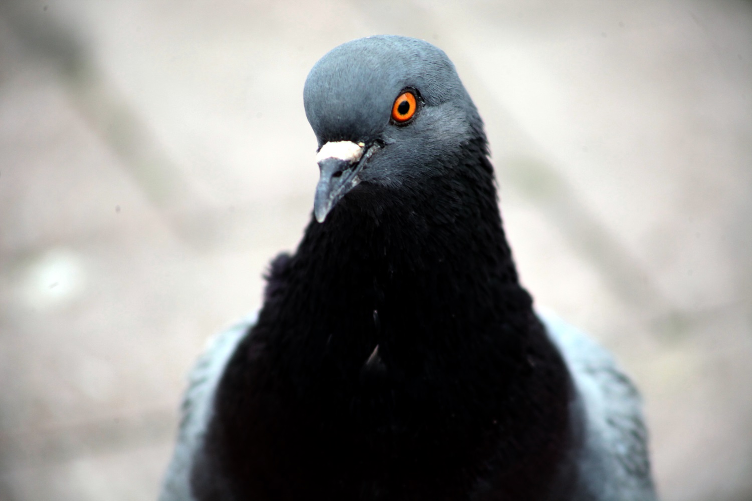 Ученые назвали причины массовой гибели голубей в Перми