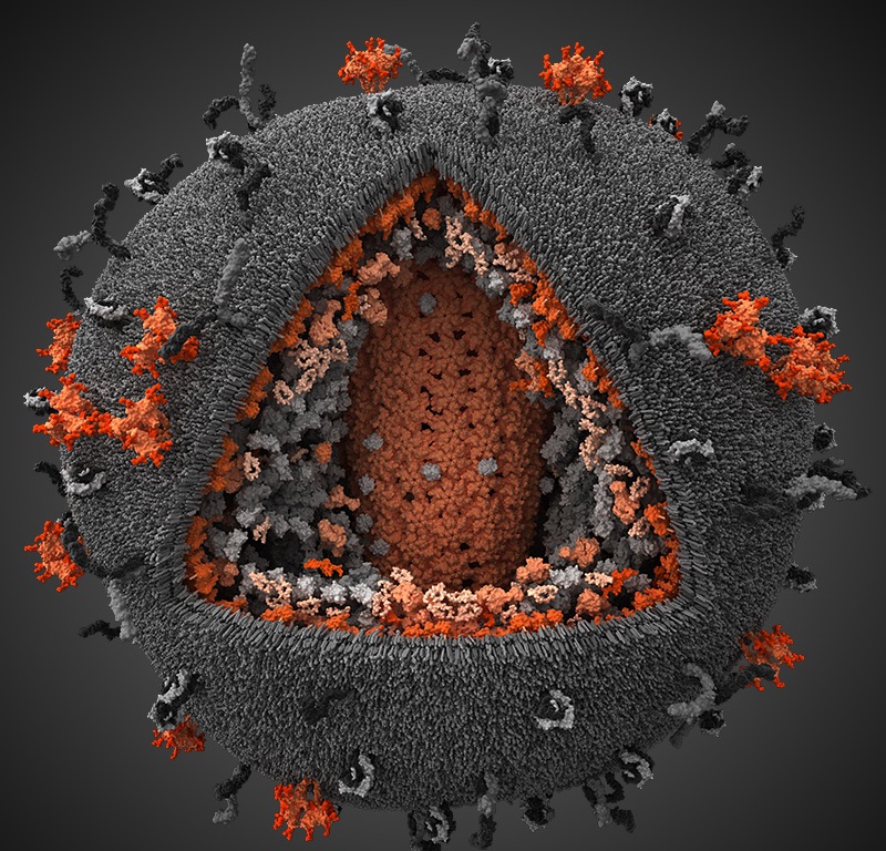 Ученые ПГНИУ получили грант на исследование ВИЧ