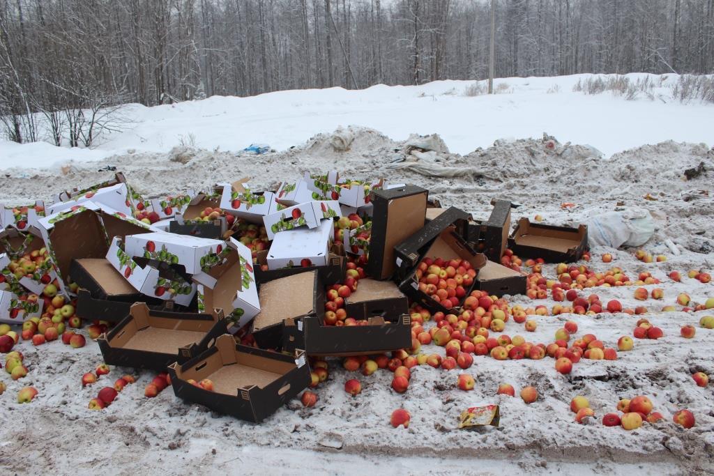 На Пермском полигоне раздавили бульдозерами около полутора тонн «санкционных яблок» из Польши
