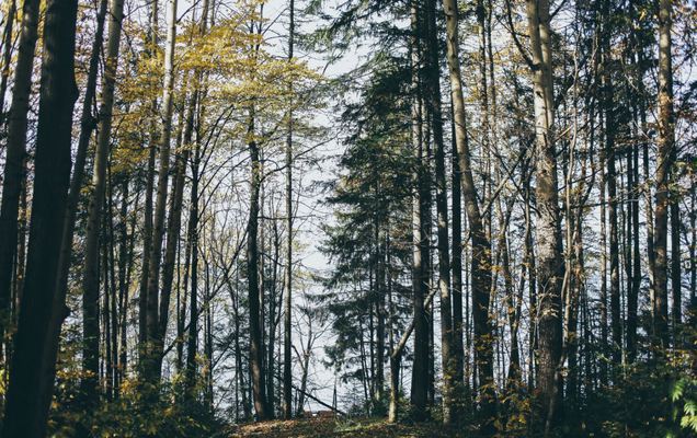 В Прикамье пропавший подросток всю ночь просидел на дереве в лесу, спасаясь от волка